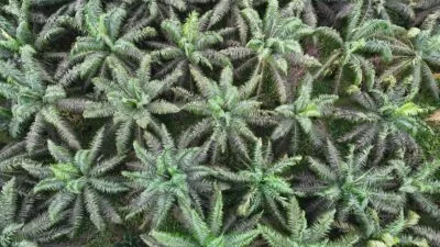 Pohon Kelapa Sawit.(PantauSawit.com/Jojo)