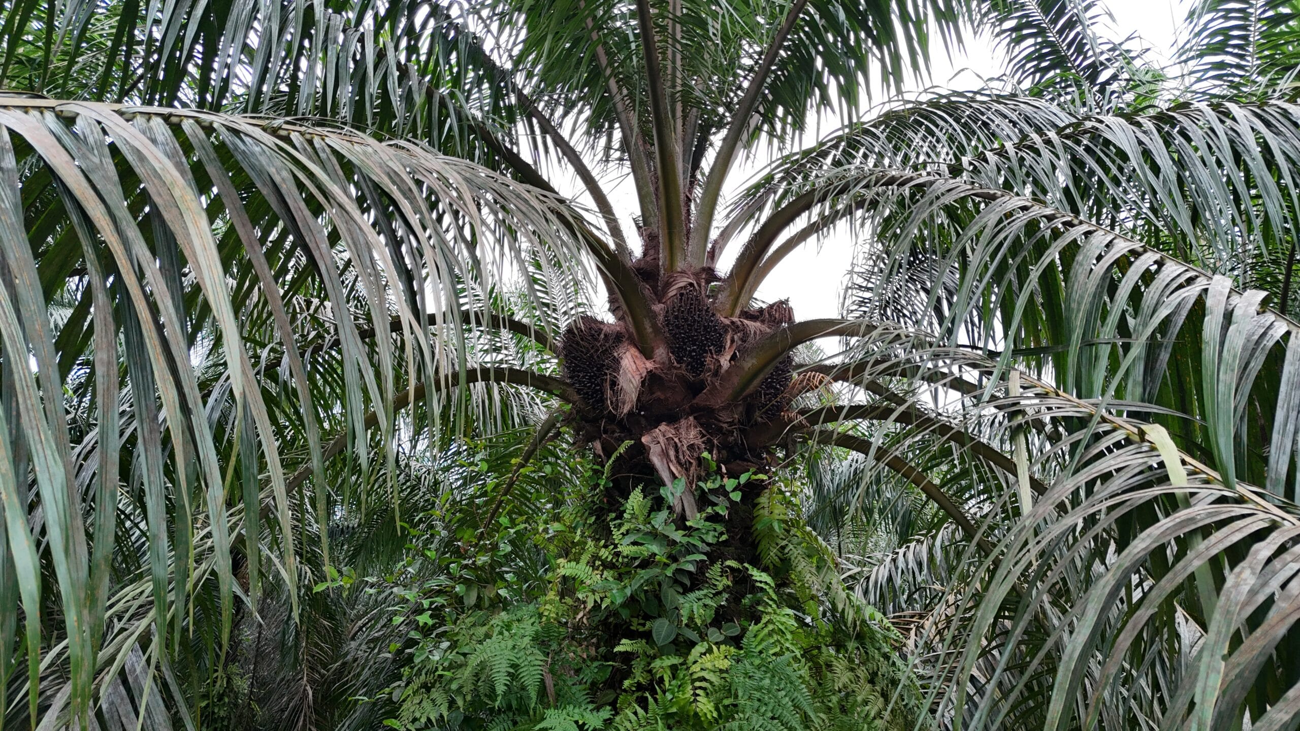 Kelapa Sawit.(PantauSawit.com/Jojo)