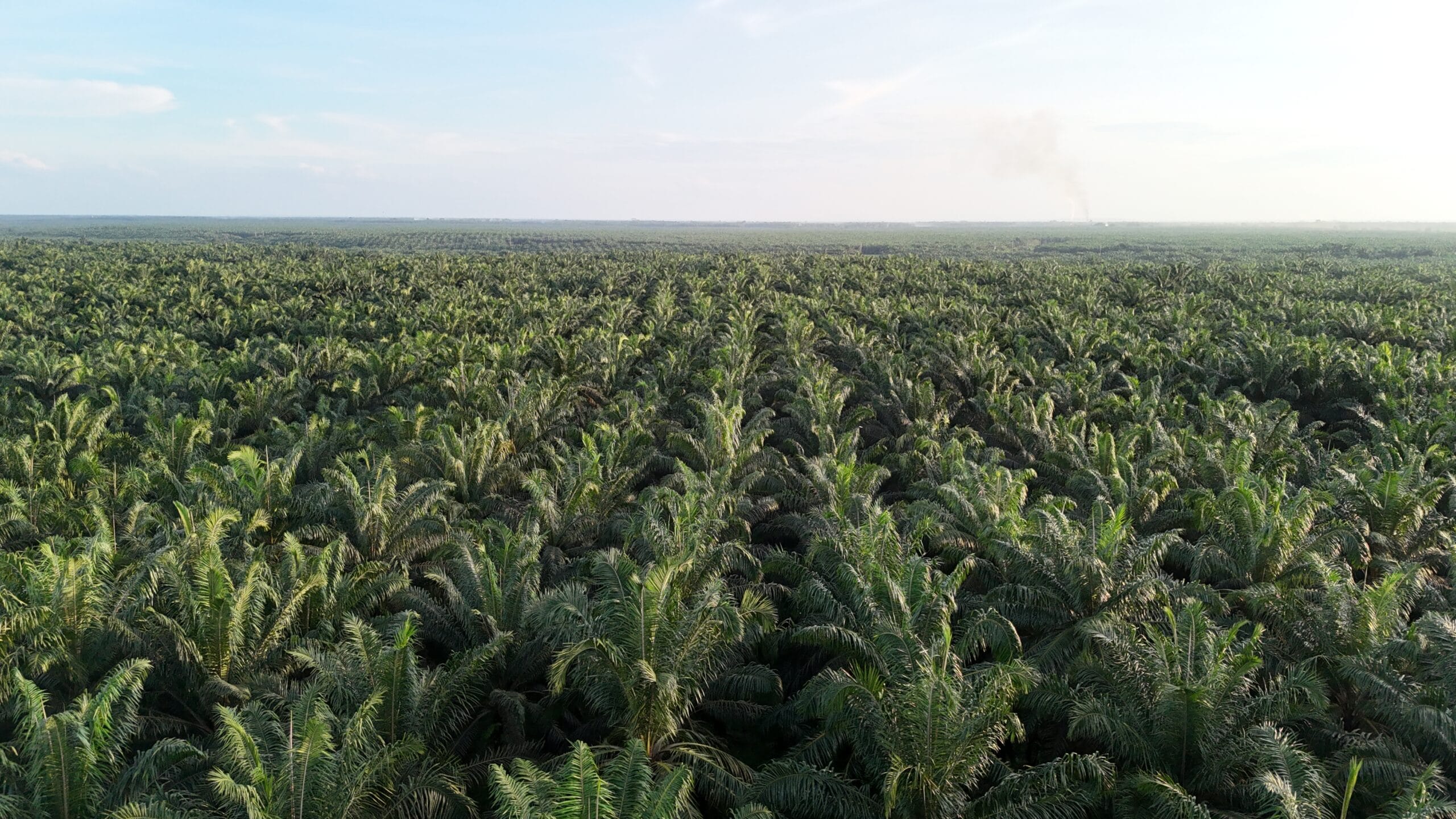 Perkebunan Kelapa Sawit.(PantauSawit.com/Jojo)