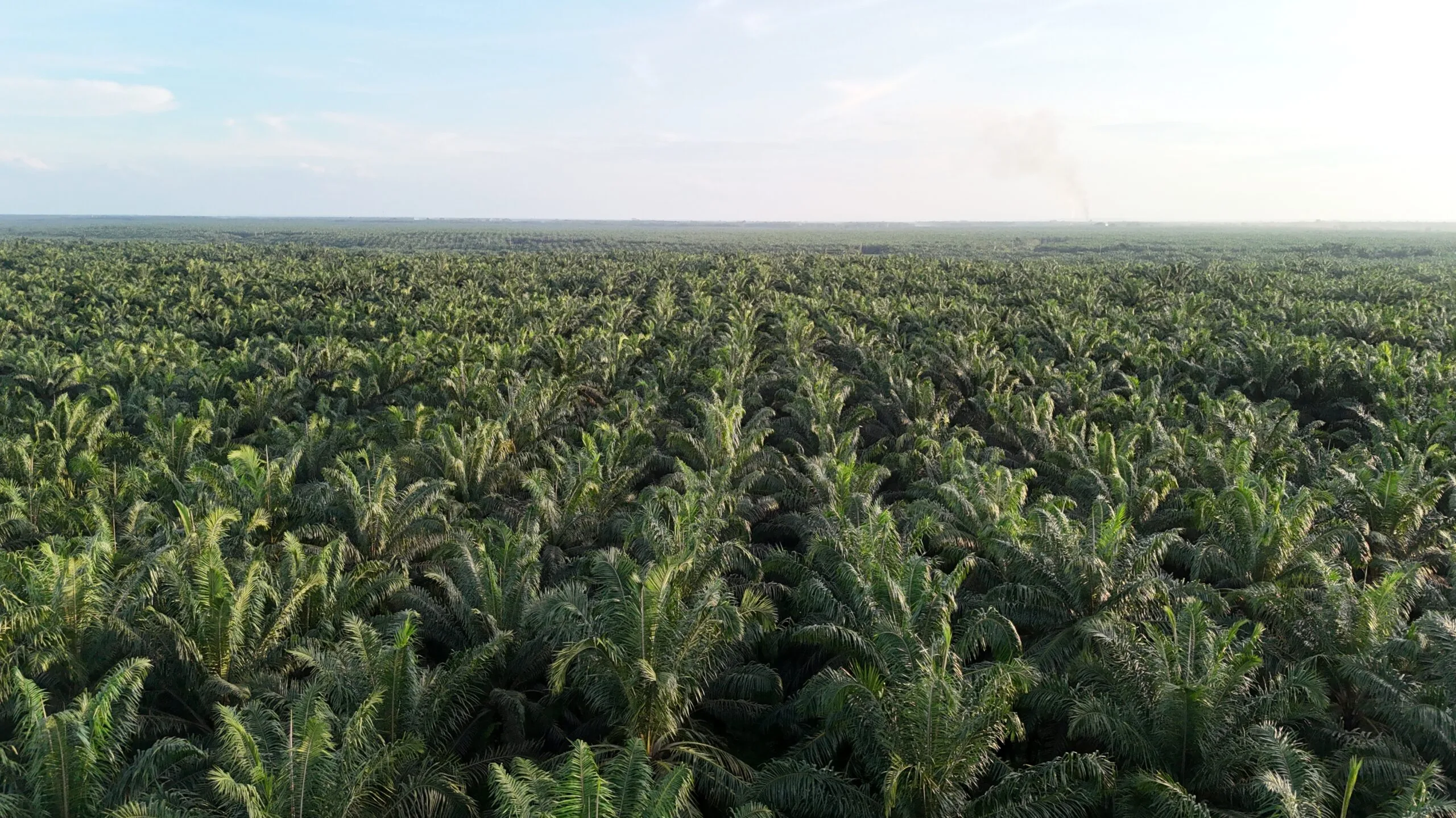 Perkebunan Kelapa Sawit.(PantauSawit.com/Jojo)