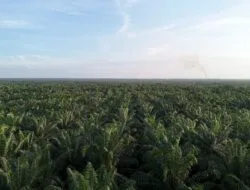 Harga TBS Sawit Plasma Riau Periode 07 Mei-20 Mei 2025