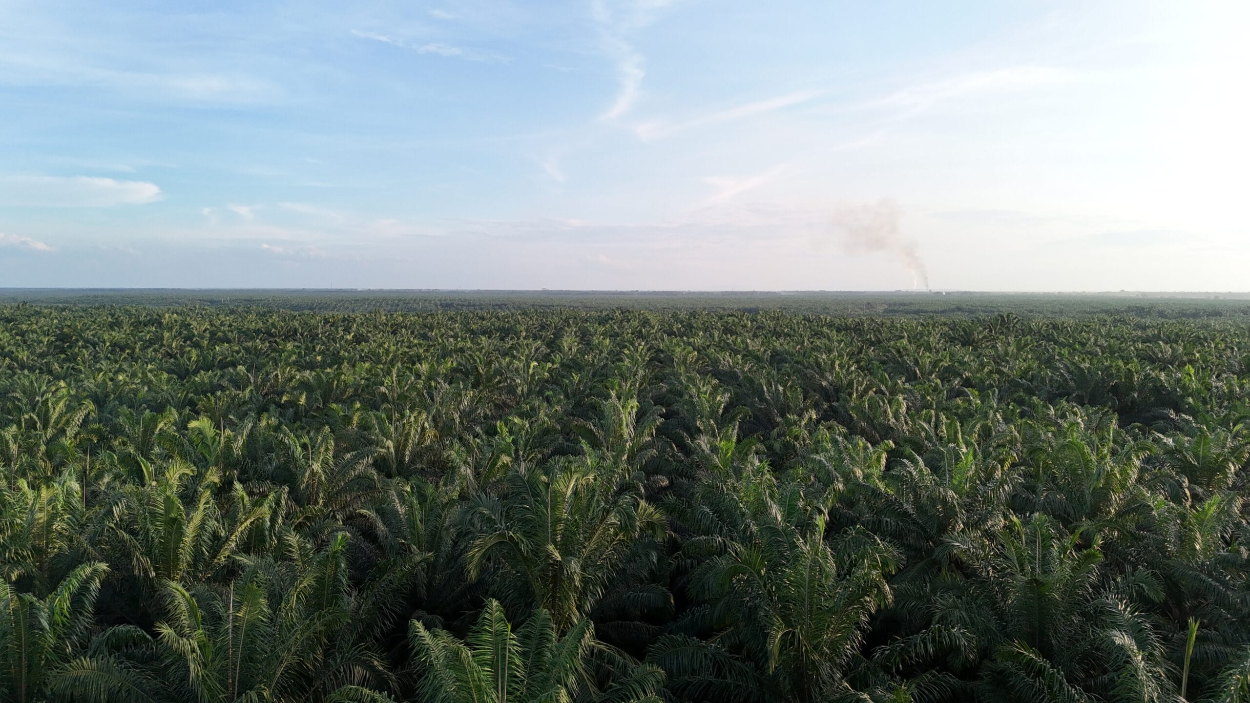 Kelapa Sawit.(PantauSawit.com/Jojo)